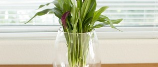 cum sa cresti o planta intr-o vaza