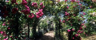 trandafiri cataratori