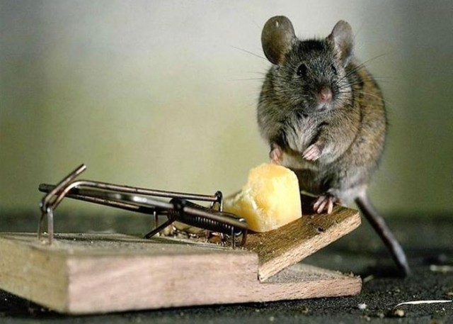 de ce papiloame cu șoareci